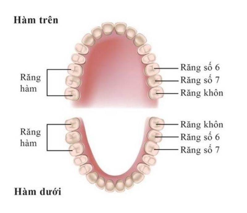 Răng số 6 nằm ở phía khuất và sâu bên trong khung hàm.