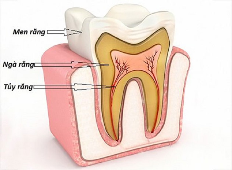 Cấu tạo gồm men răng, ngà răng và tủy răng