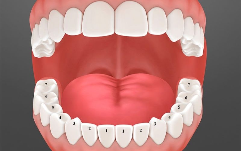 Răng hàm có những chức năng gì