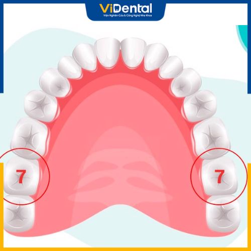 Răng số 7 là răng hàm nằm giữa răng số 6 và 8